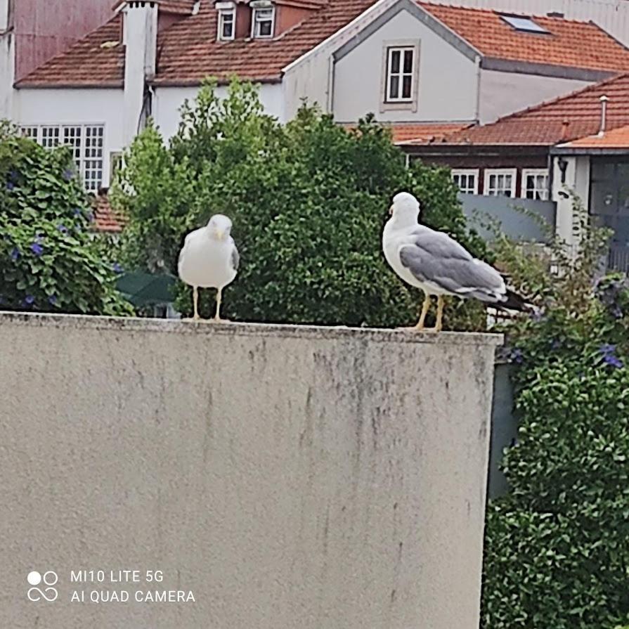 Porto Garden Yard Apartment Zewnętrze zdjęcie